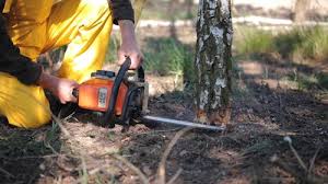 Best Firewood Processing and Delivery  in Lincoln Park, NY