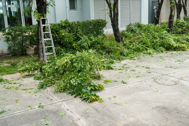 Best Hazardous Tree Removal  in Lincoln Park, NY