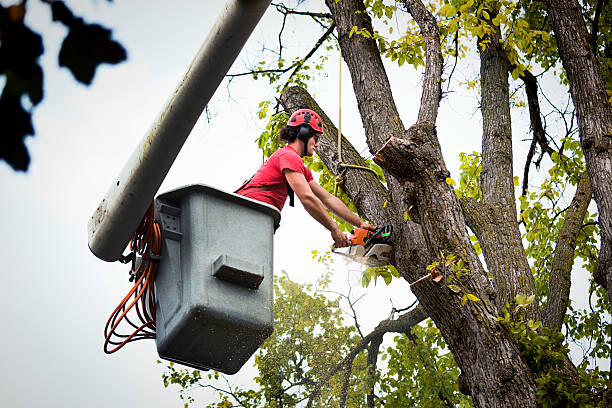 Professional Tree Removal in Lincoln Park, NY