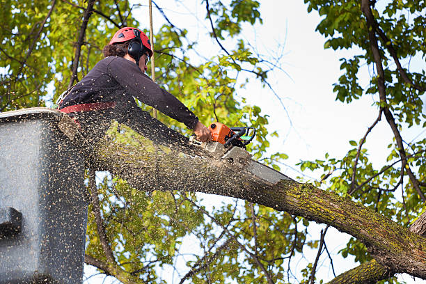 Best Lawn Disease Treatment  in Lincoln Park, NY